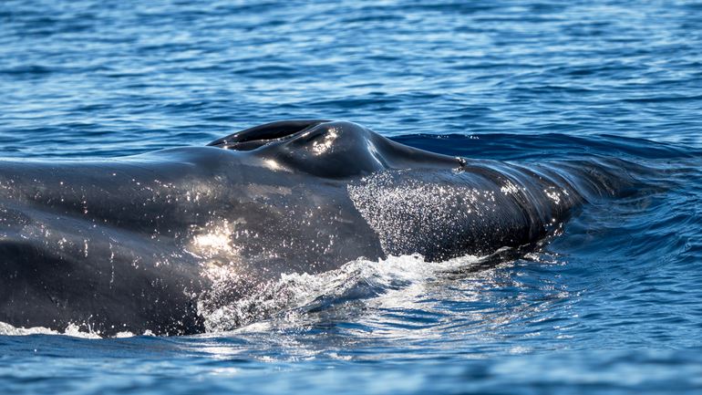 Sei whale breathing at the water surface
