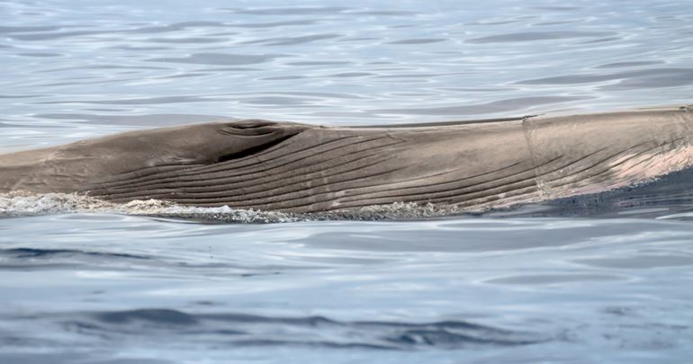 The throat grooves (also known as throat pleats) of a Sei whale