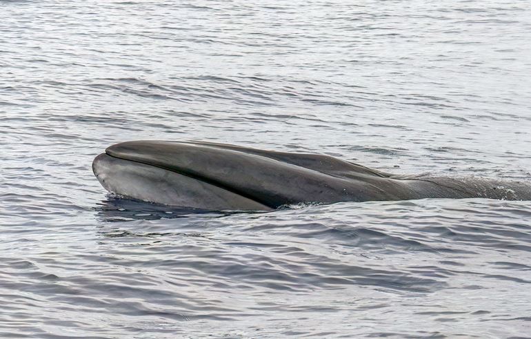 The snout of a Sei whale