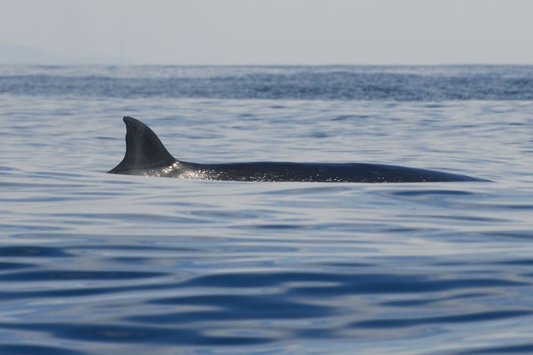 A Type 1 dorsal fin of a Sei whale (upright trailing edge)