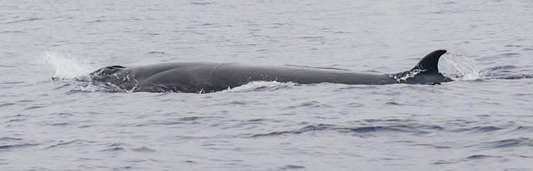 Blowholes and dorsal fin visible at the same time in a Sei whale