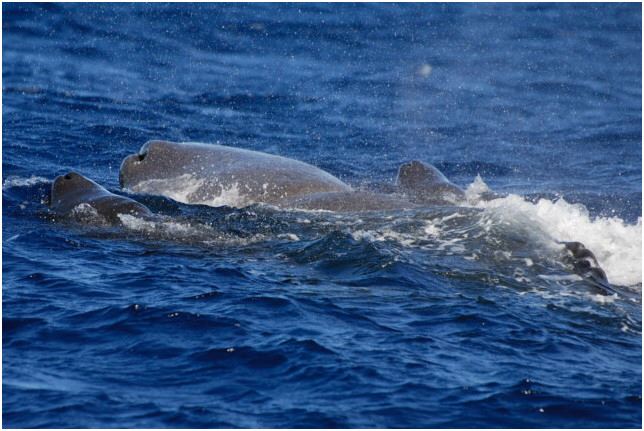 Communal raising of the young is an important aspect of Sperm whale sociality