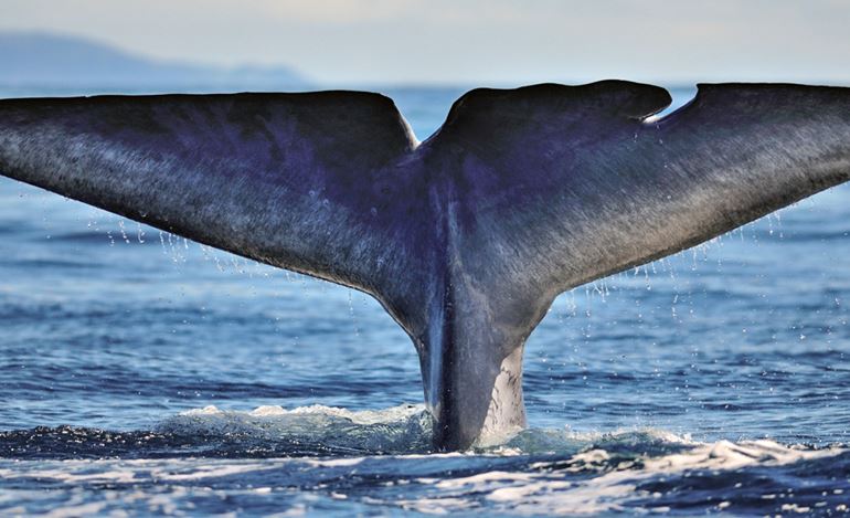 Blue whale diving for krill
