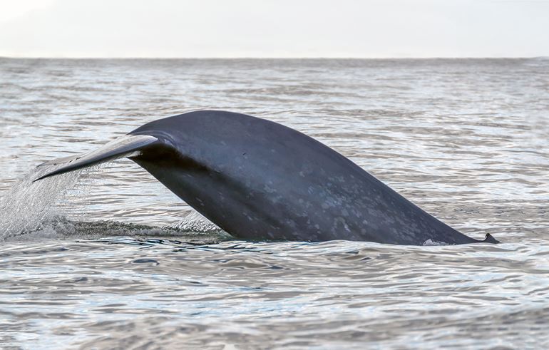 Blue whale fluking up