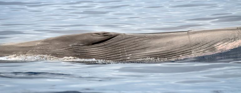 Sei whale - the throat pleats, also called throat grooves