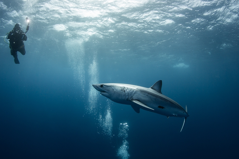 A Shortfin Mako turning up for the joy of divers and photographers