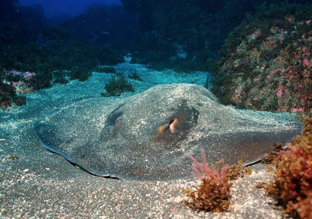 A Round stingray - females can grow near 2m wide