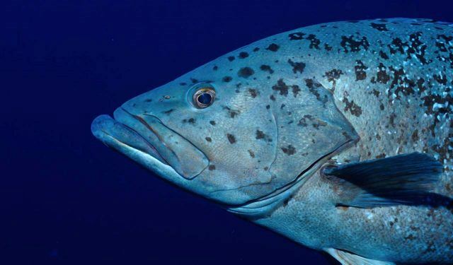 Island grouper