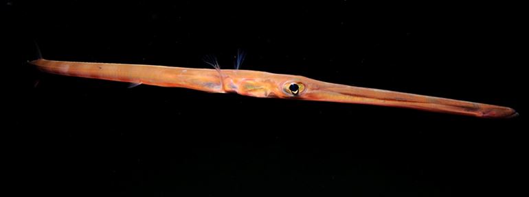 A Cornetfish (Fistularia petimb) - photo by Justin Hart