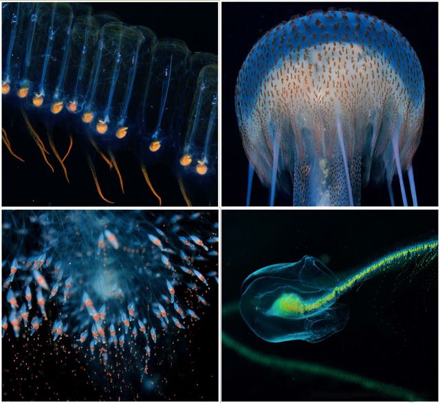 Bizarre zooplankton, including banded salps, mauve stingers and siphonophores - photo by Justin Hart