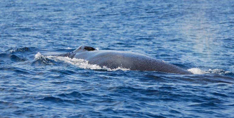 The narrow body of a Sei whale