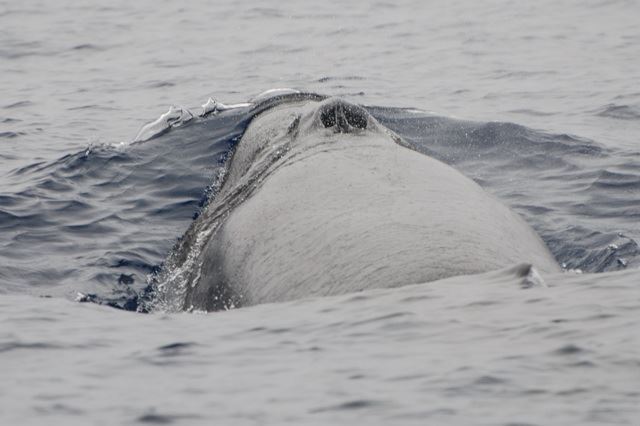 The rostrum of a Sei whale