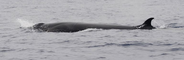 Sei whale showing blowholes and dorsal fin at the same time