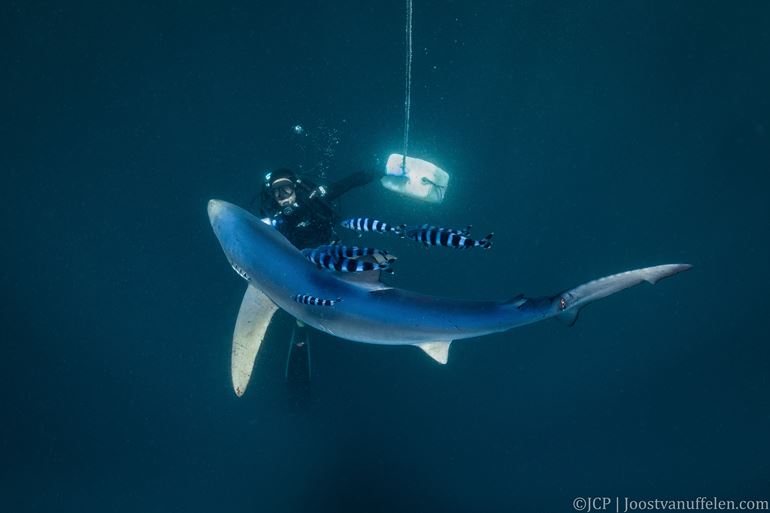 Blue shark with pilot fish. Photo by Joost van Uffelen