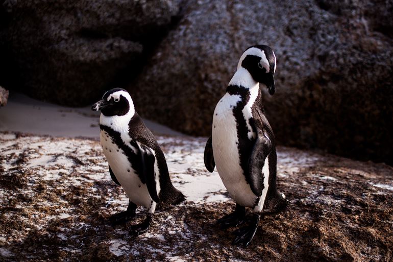 Penguins at Boulders Beach. Photo by Mona Schouten