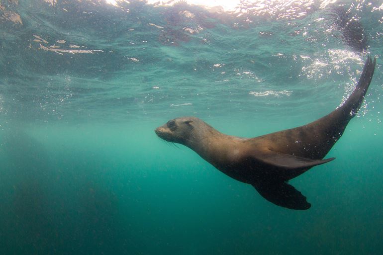 Fur seal. Photo by Marty Schouten