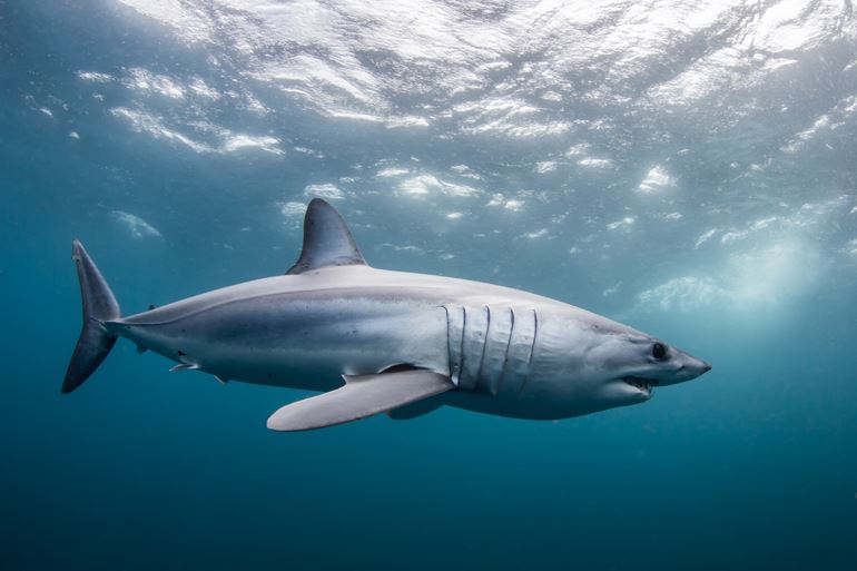 Mako shark. Photo by Marty Schouten