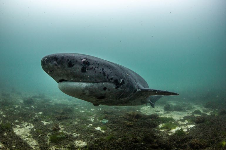 Sevengill shark. Photo by Marty Schouten