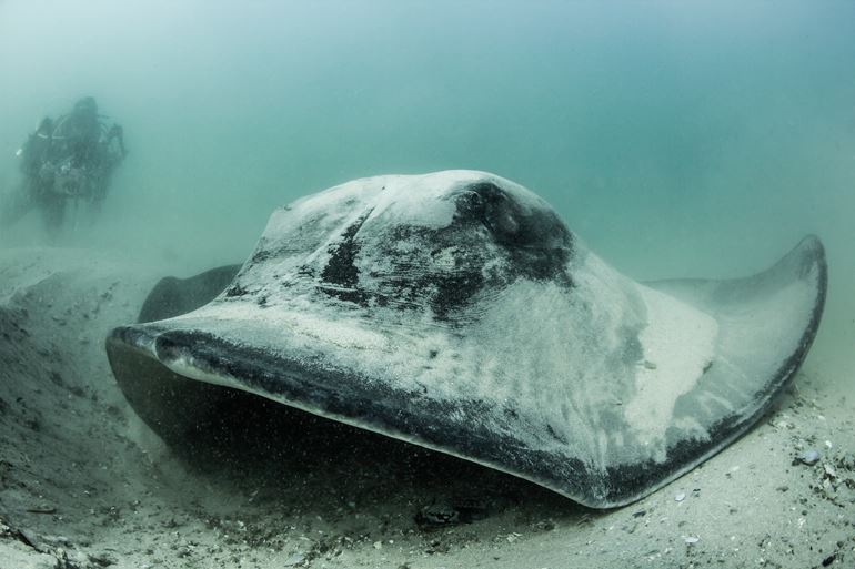 Short-tail stingray. Photo by Marty Schouten.