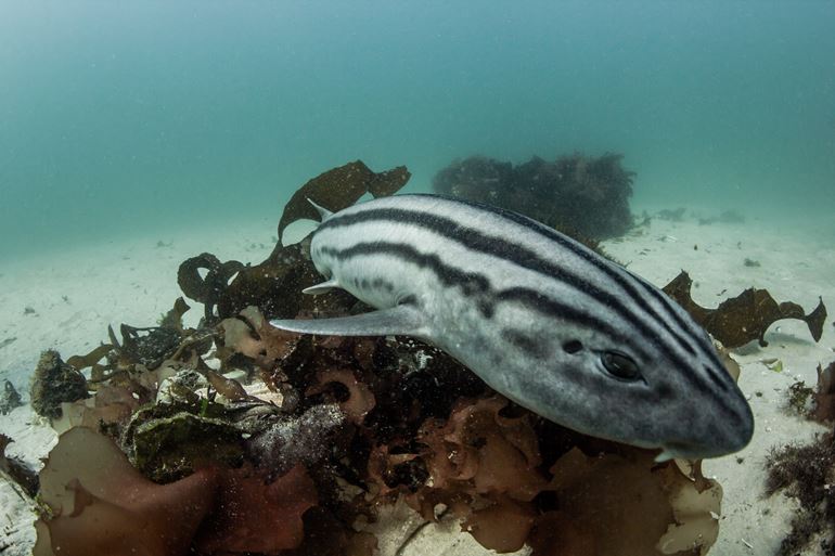 Pajama shark. Photo by Marty Schouten.