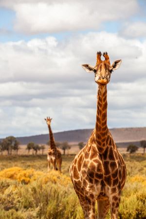 Giraffe. Photo by Photo by Marty Schouten