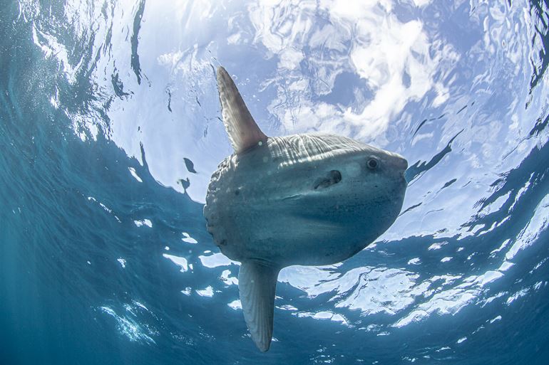 Oceanic sunfish. Photo by Marty Schouten