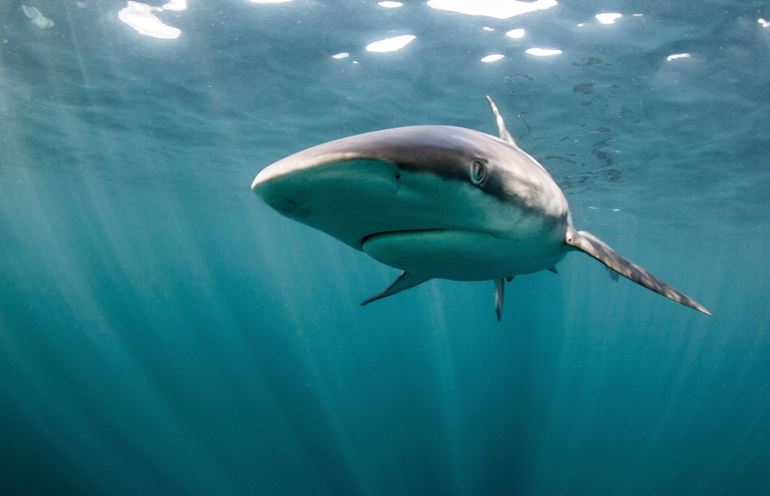 Bronze whale shark. Photo by Marty Schouten