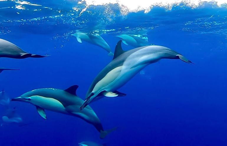 Common dolphins - another species we can snorkel with