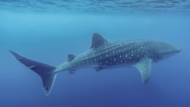 Whale shark off Pico Island in September 2020 - Photo by Martijn Schouten