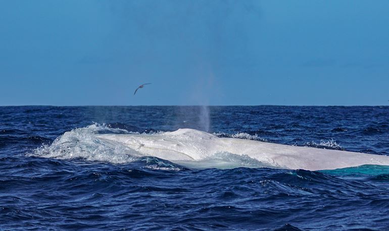The white Humpback whale that visited us on 16th April  2022