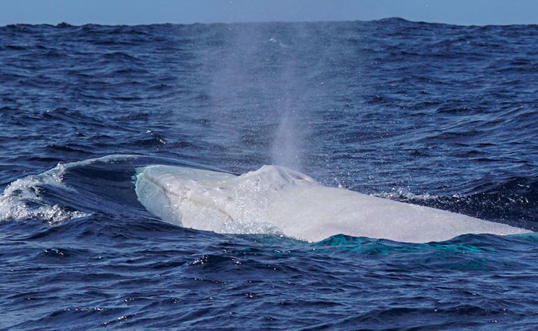 The white Humpback whale that visited us on 16th April  2022