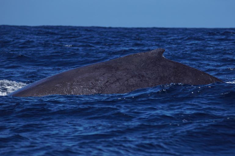 A normally pigmented Humpback whale, spotted along with the white individual