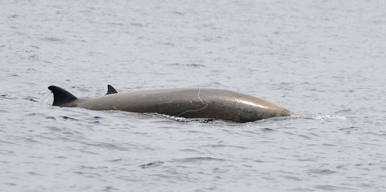 Mother and calf Cuvier's beaked whales