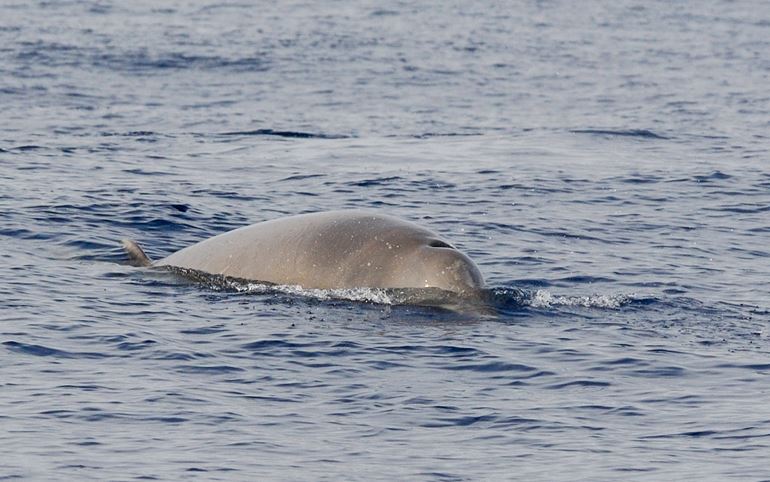 A Cuvier's beaked whale breathing at the surface