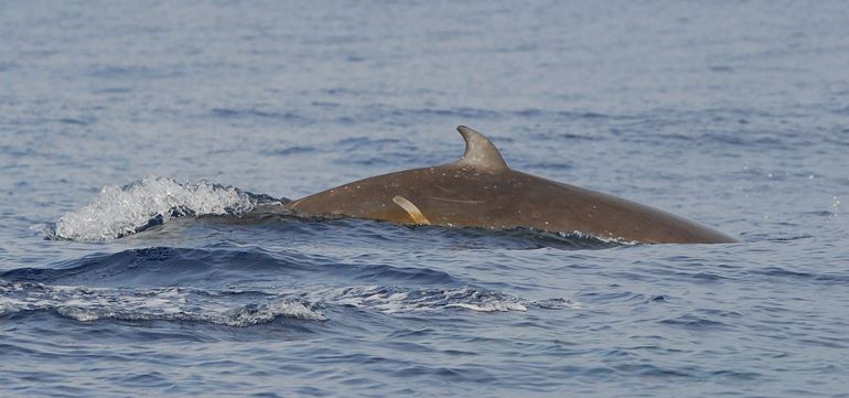 All Cuvier's beaked whales have distinctive markings